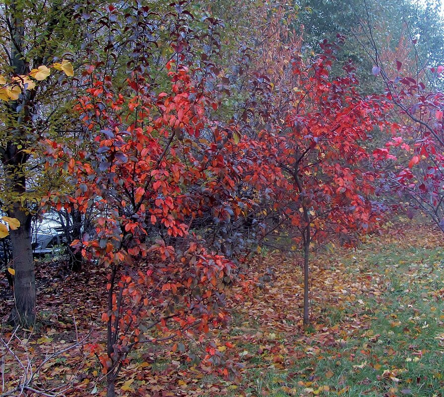 .. молодые яблоньки  в осеннем убранстве.. - galalog galalog