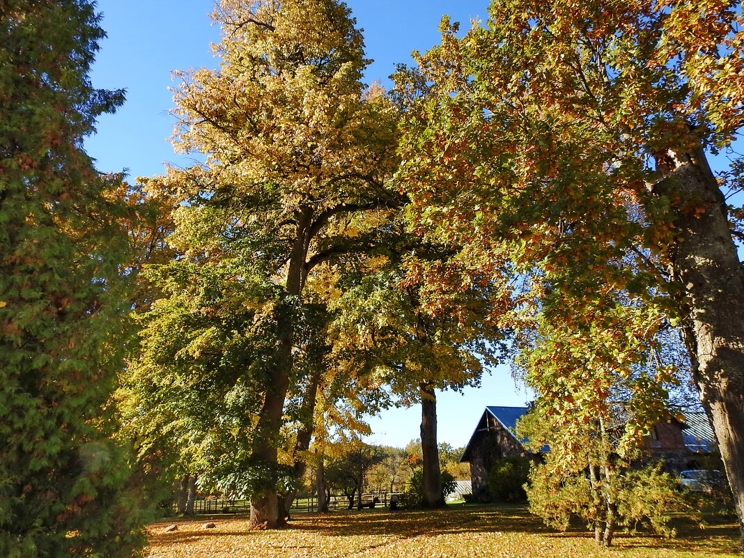наша осень - ИННА ПОРОХОВА