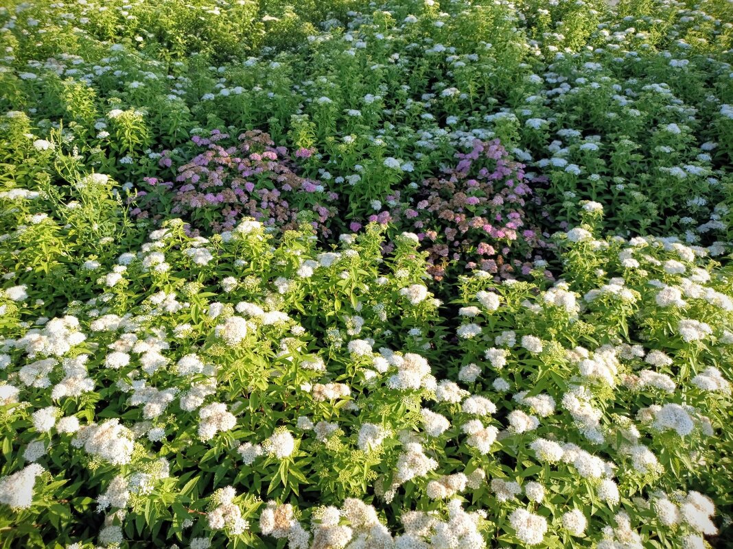 Спирея - Veera V