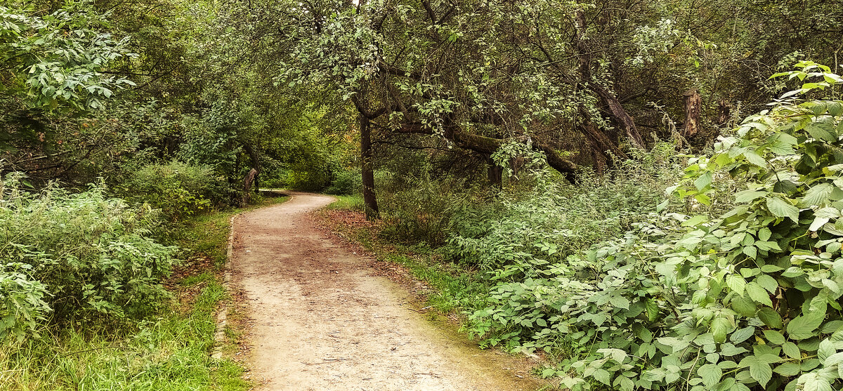 В парке Северное Тушино - Денис Масленников