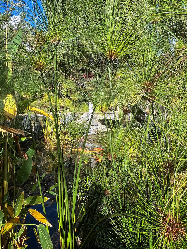 Краснодар. Японский сад в парке Галицкого - Galina 