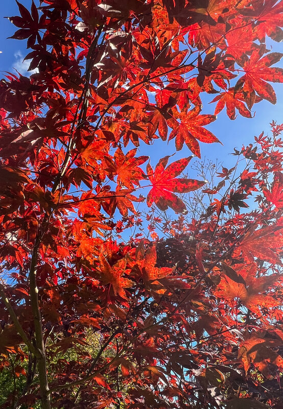 Краснодар. Японский сад в парке Галицкого - Galina 