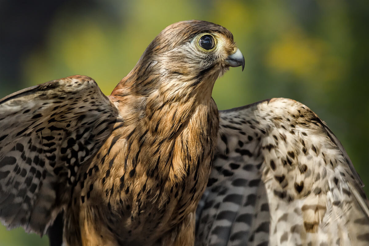 Пустельга - SanSan 