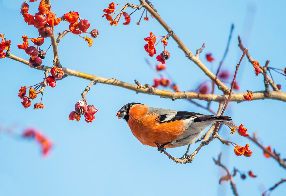 Снегирь - SanSan 