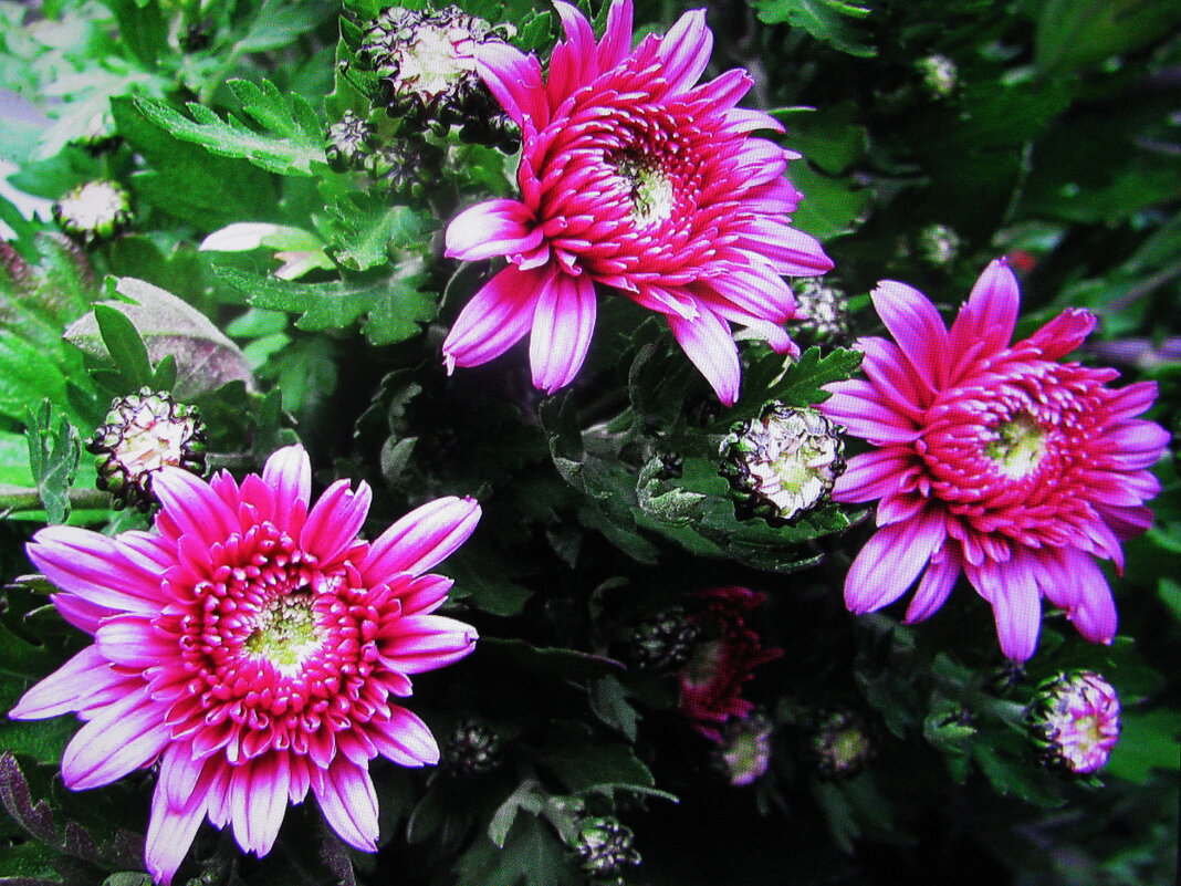 Красота осенняя - Людмила Смородинская