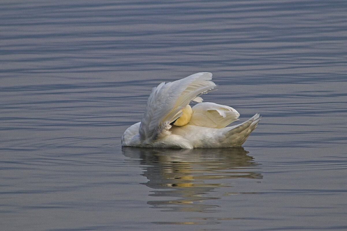 Чистим перышки - Giant Tao /