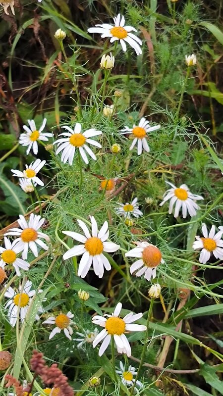 Ноябрь дарит последние теплые деньки! - Ольга Ноябрь дарит последние теплые деньки! - Ольга