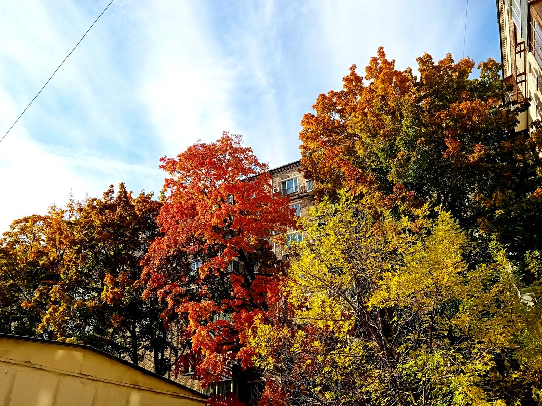 Осень. - Владимир Драгунский Осень. - Владимир Драгунский