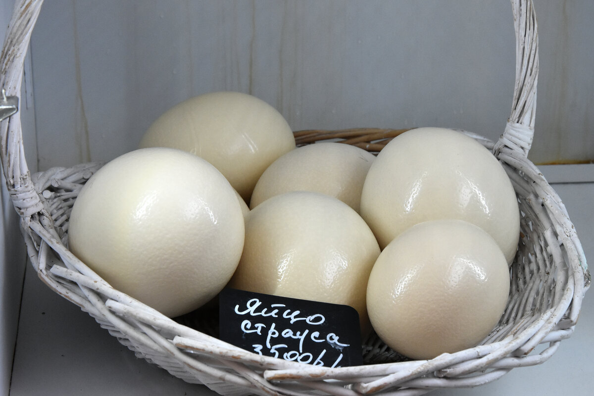 Московская область. Серпухов. Ферма «Русский страус». - Наташа *****