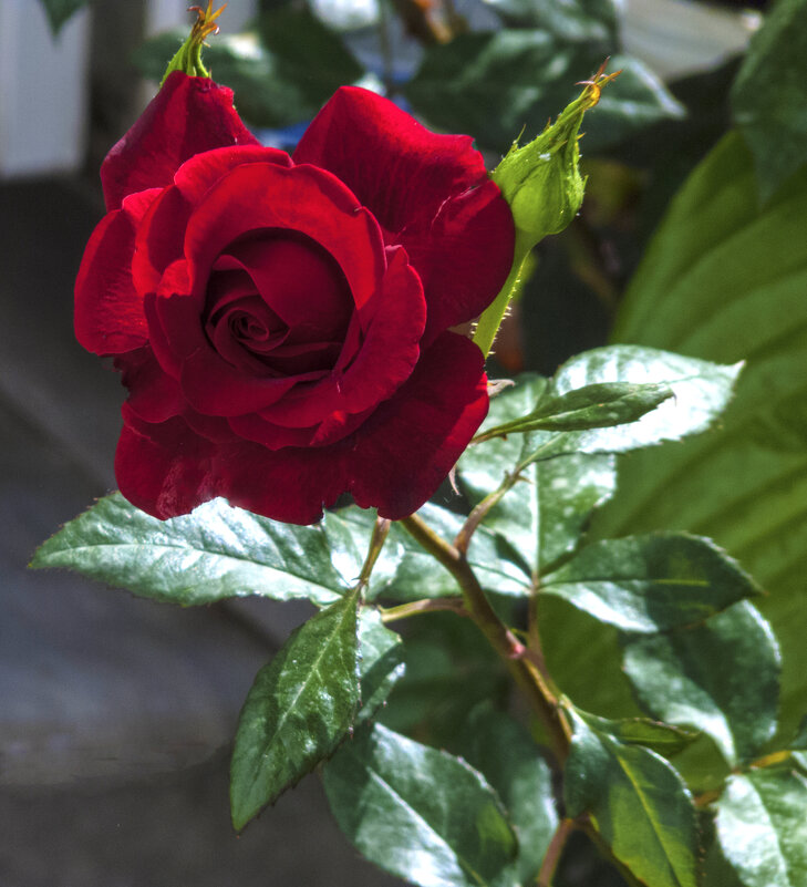 Бархатная  розочка - Валентин Семчишин