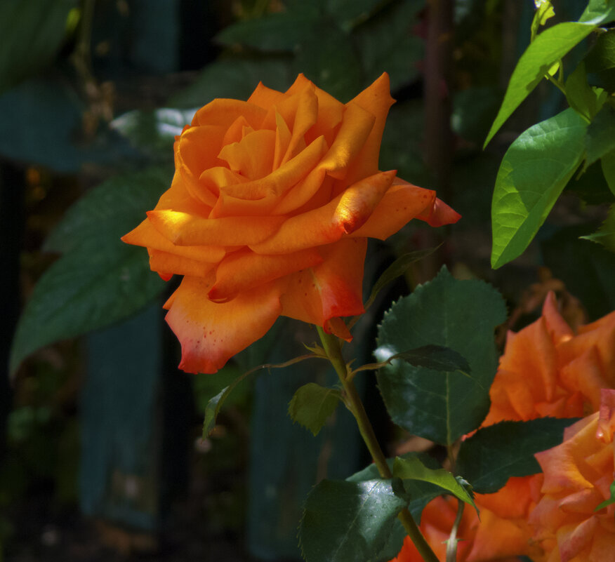 Оранжевая роза Флорибунда - Валентин Семчишин Оранжевая роза Флорибунда - Валентин Семчишин