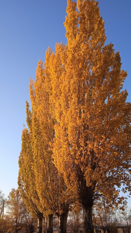 прекрасный октябрь - Елена Шаламова
