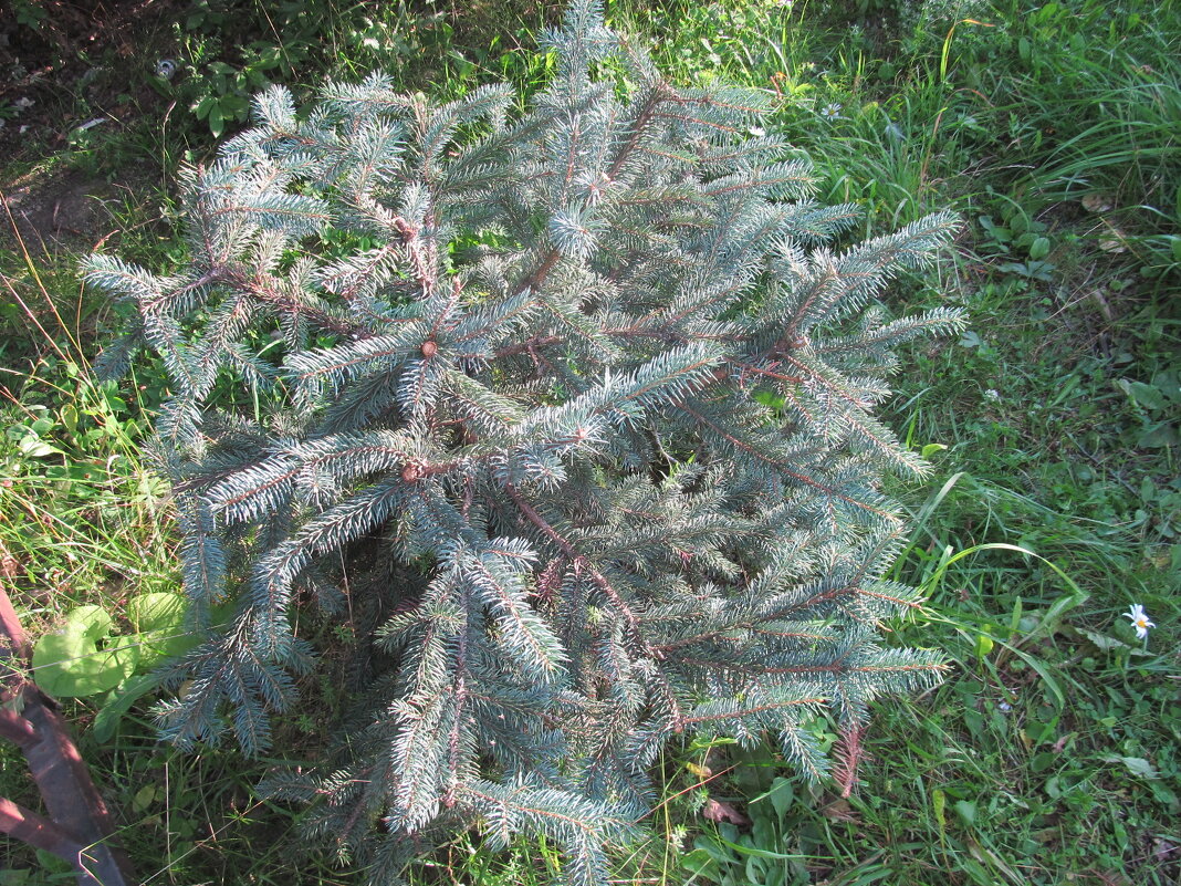 ёлочка - Елена Шаламова