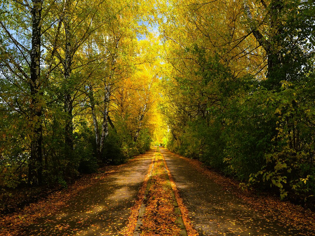 Новочебоксарск. Осенняя аллея улицы Промышленной. - Пётр Чернега Новочебоксарск. Осенняя аллея улицы Промышленной. - Пётр Чернега