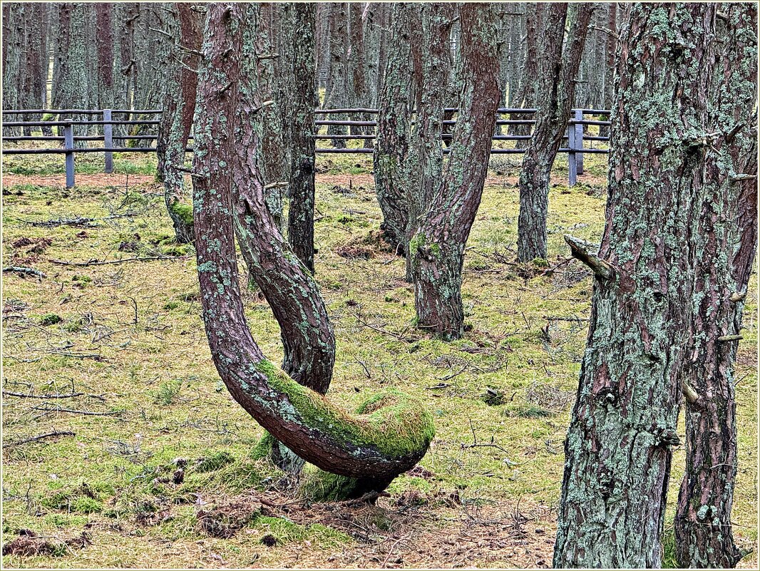 Сосны Танцующего леса. - Валерия Комова