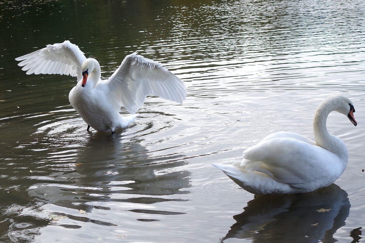 Лебеди на озере - Рита Симонова Лебеди на озере - Рита Симонова