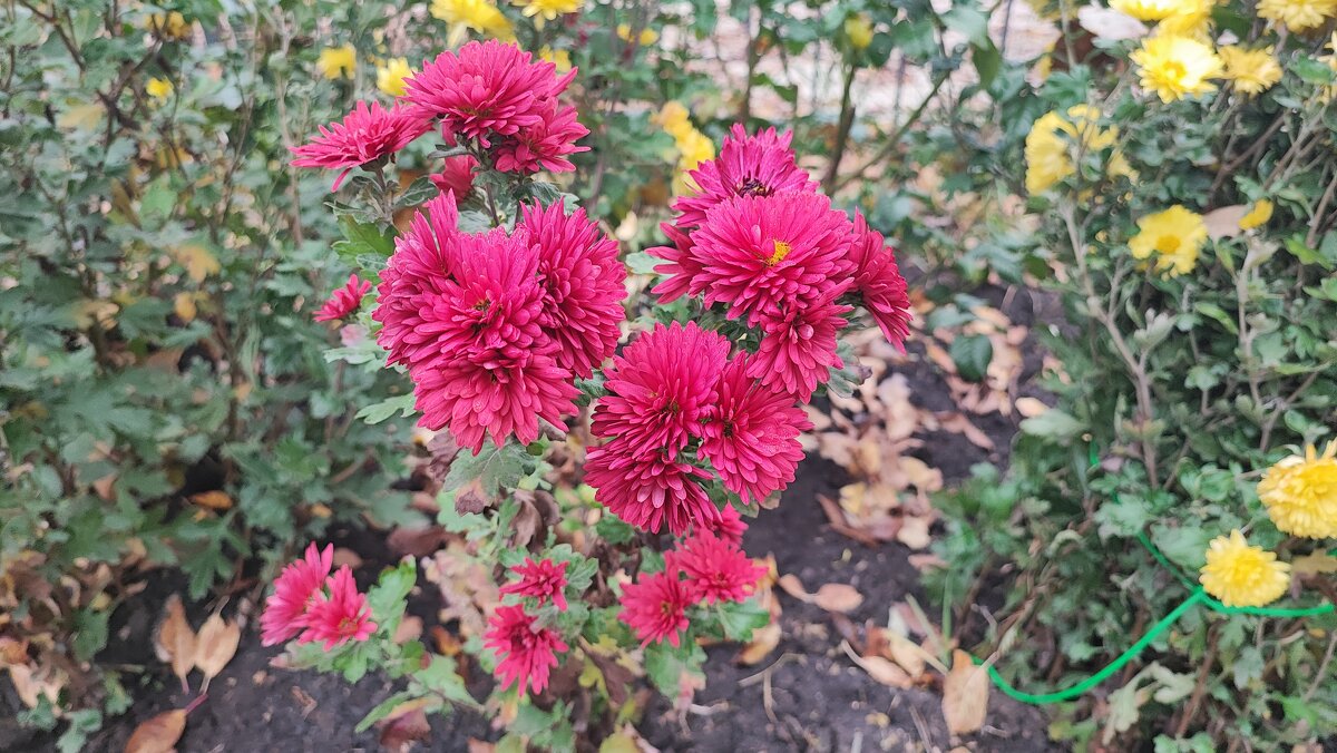 ,,, - Сергей Тимоновский ,,, - Сергей Тимоновский