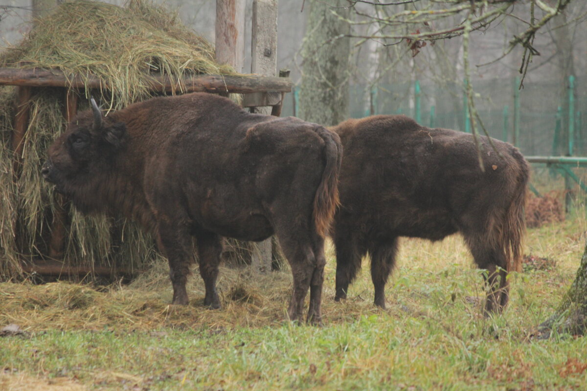 Зубры - Сергей Лычагин Зубры - Сергей Лычагин