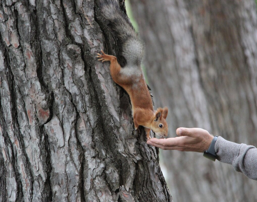Доверие. - Любовь 
