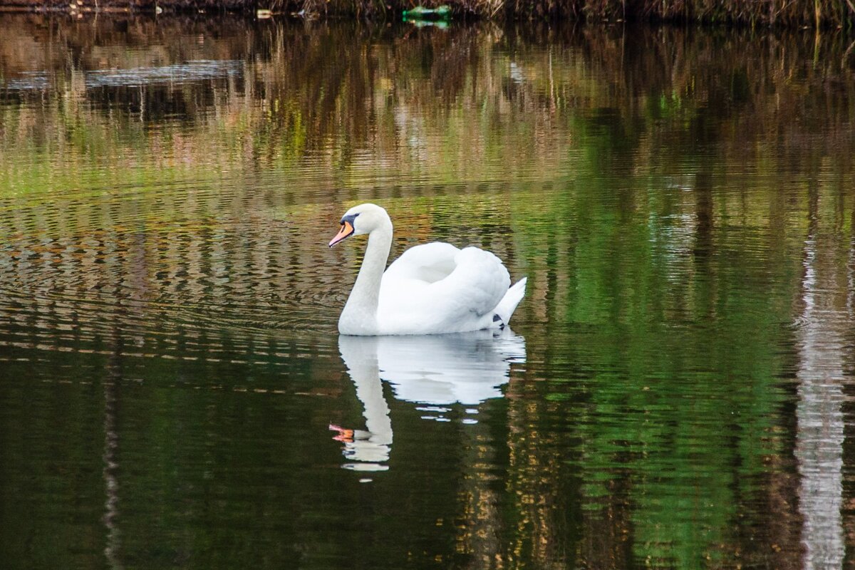 Лебедь - Галина Ложечникова