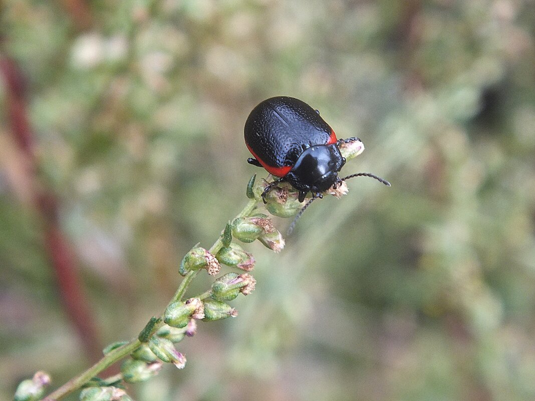 ** - Зоя Мишина