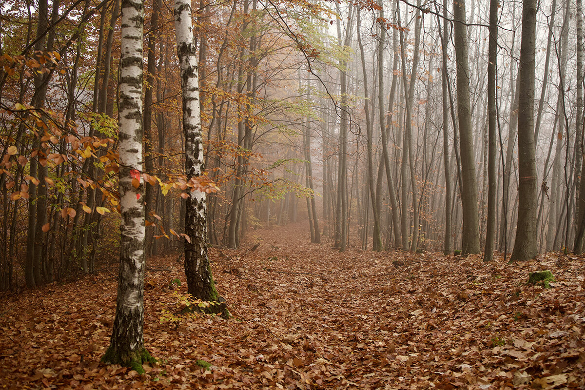 Туман в лесу. - Lucy Schneider 