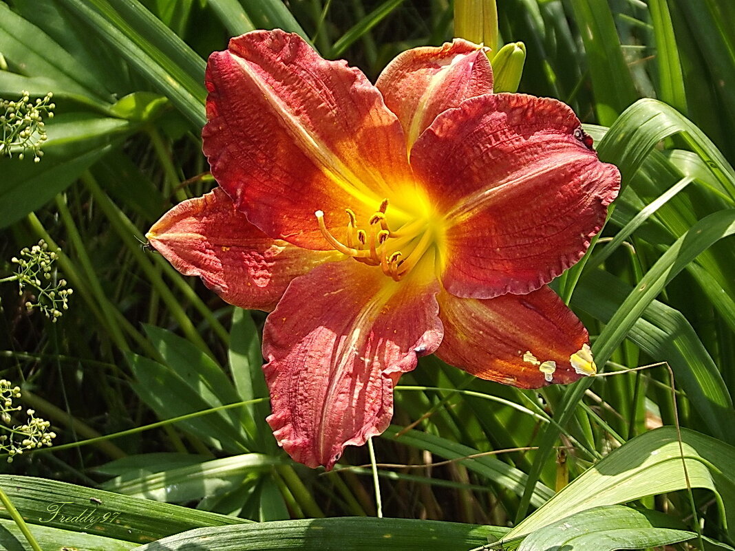 Лилейник - Freddy 97