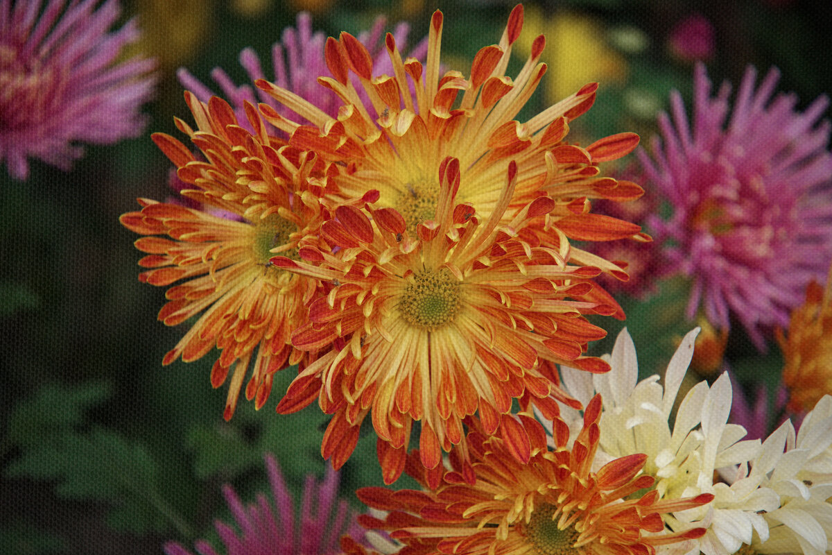 солнце ноября - Всеволод 