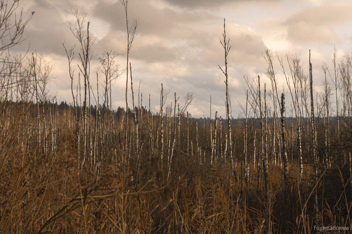 без названия - fogmeadowww m