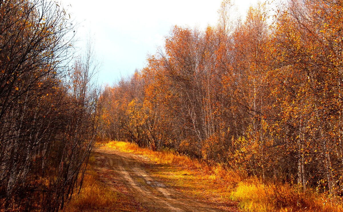 Осенние краски - Сергей Никифоров
