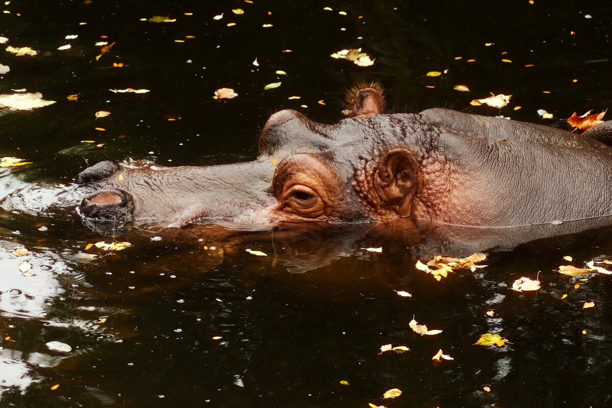 Я, как осенний лист.. - Юрий. Шмаков