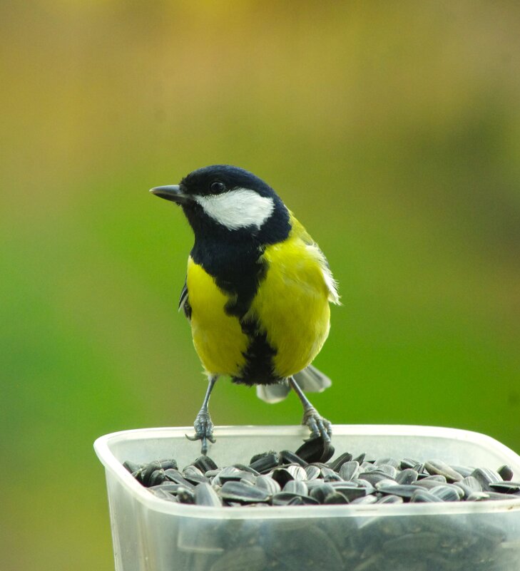 Этот, тоже не хвастун... полно семечек ! - Юрий Куликов