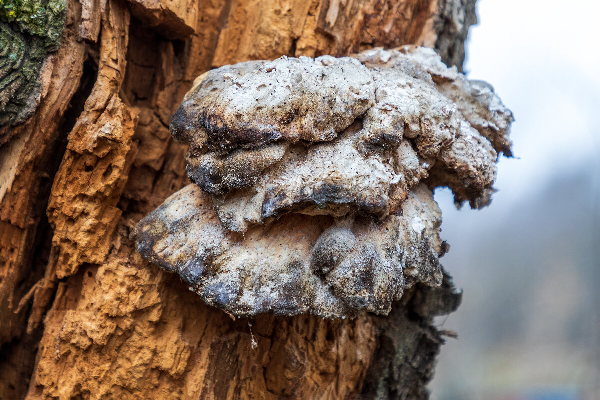 *** - Анатолий. Chesnavik.