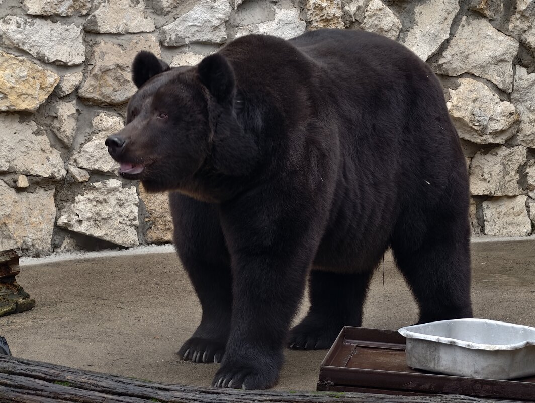 Медведь Гром - <<< Наташа >>>