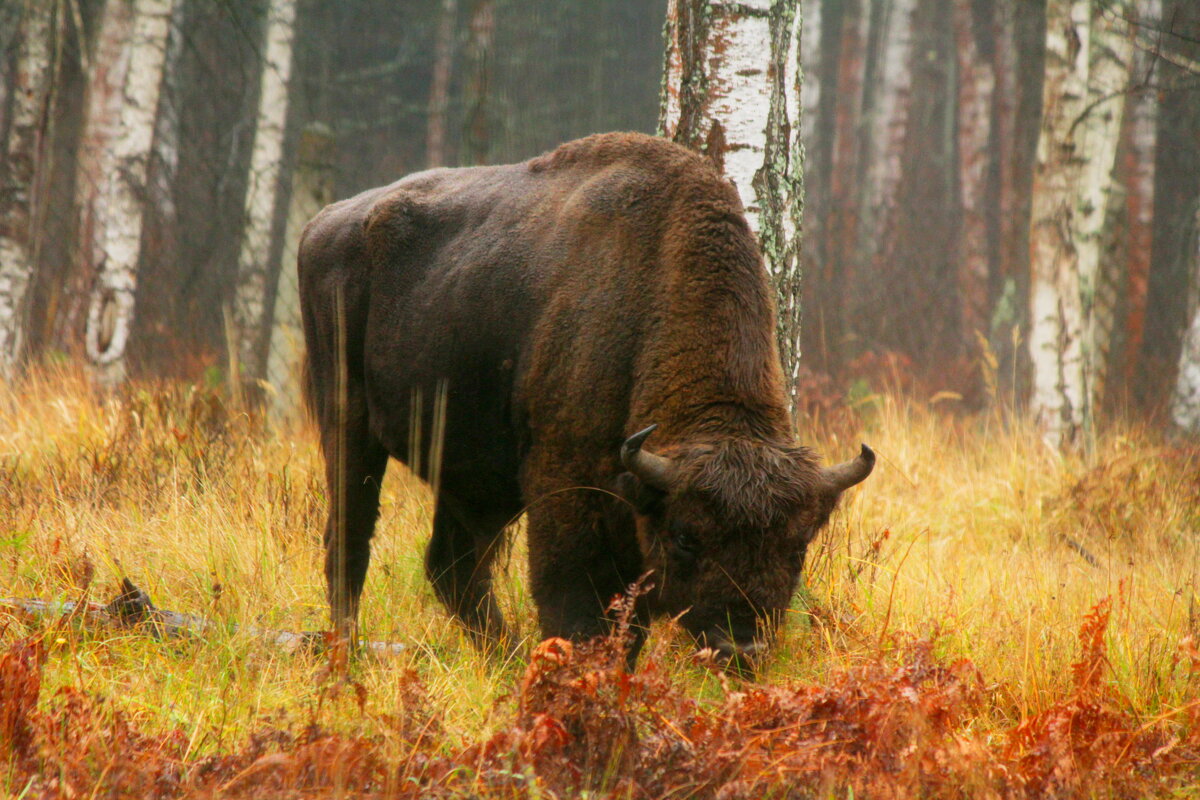 Зубр - Сергей Лычагин