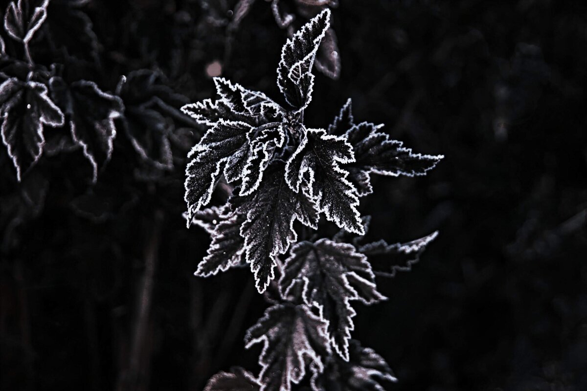 Первый заморозок - евгений 