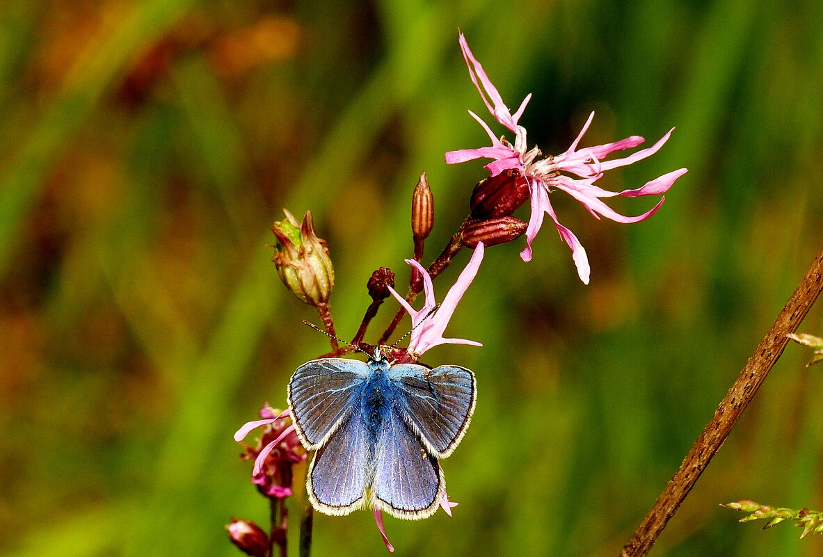 опять про бабочек...23 - Александр Прокудин