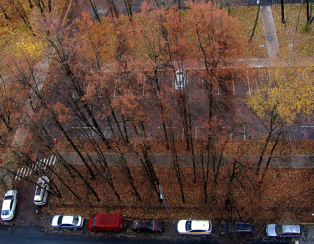 ..  я жду, когда деревья  дотянутся до моего окна..... - galalog galalog