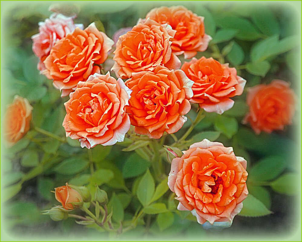 Розочки - Натала ***