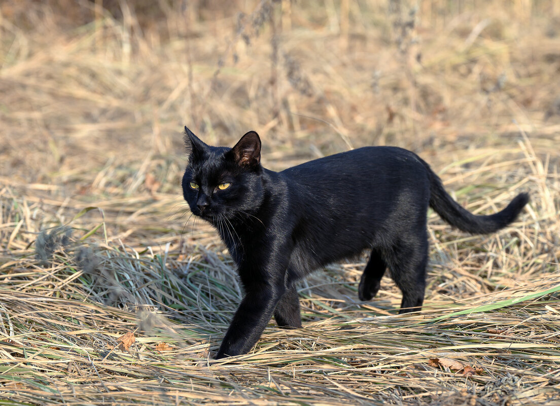 Уголёк вышел на охоту ... - Евгений Хвальчев