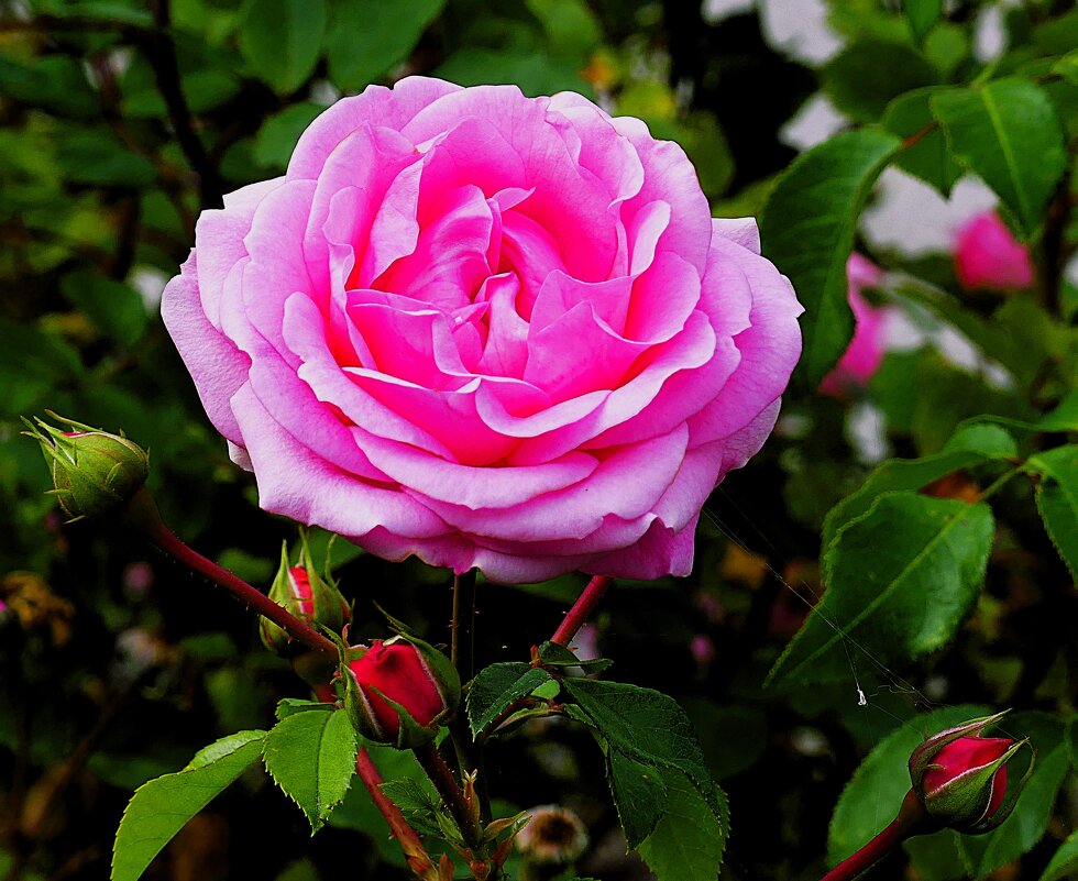 Они украшают нашу жизнь(серия) - Владимир Манкер