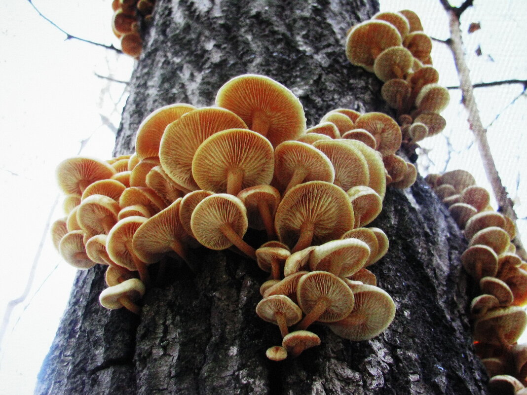 Ещё растут осенние опята - Людмила Смородинская