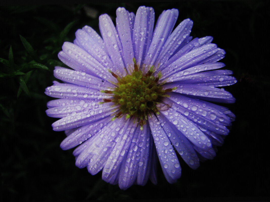 После дождя - Людмила Смородинская После дождя - Людмила Смородинская