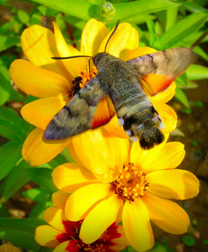 Бражник - Игорь 