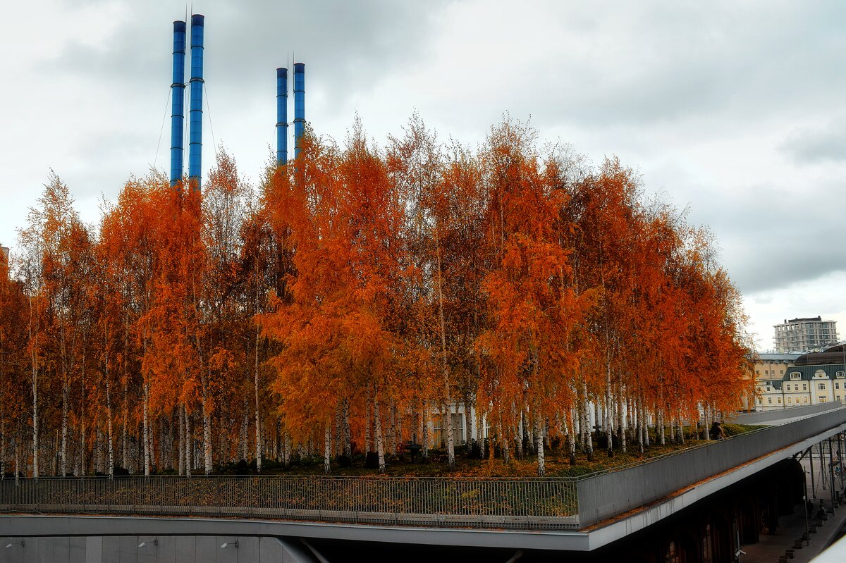 Парящая березовая роща - Татьяна Помогалова Парящая березовая роща - Татьяна Помогалова