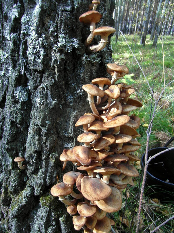 Корабкиваются вверх. - nadyasilyuk Вознюк