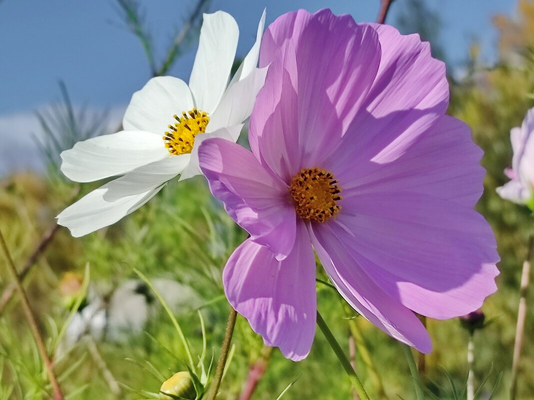 Космея. - Валентина Богатко 