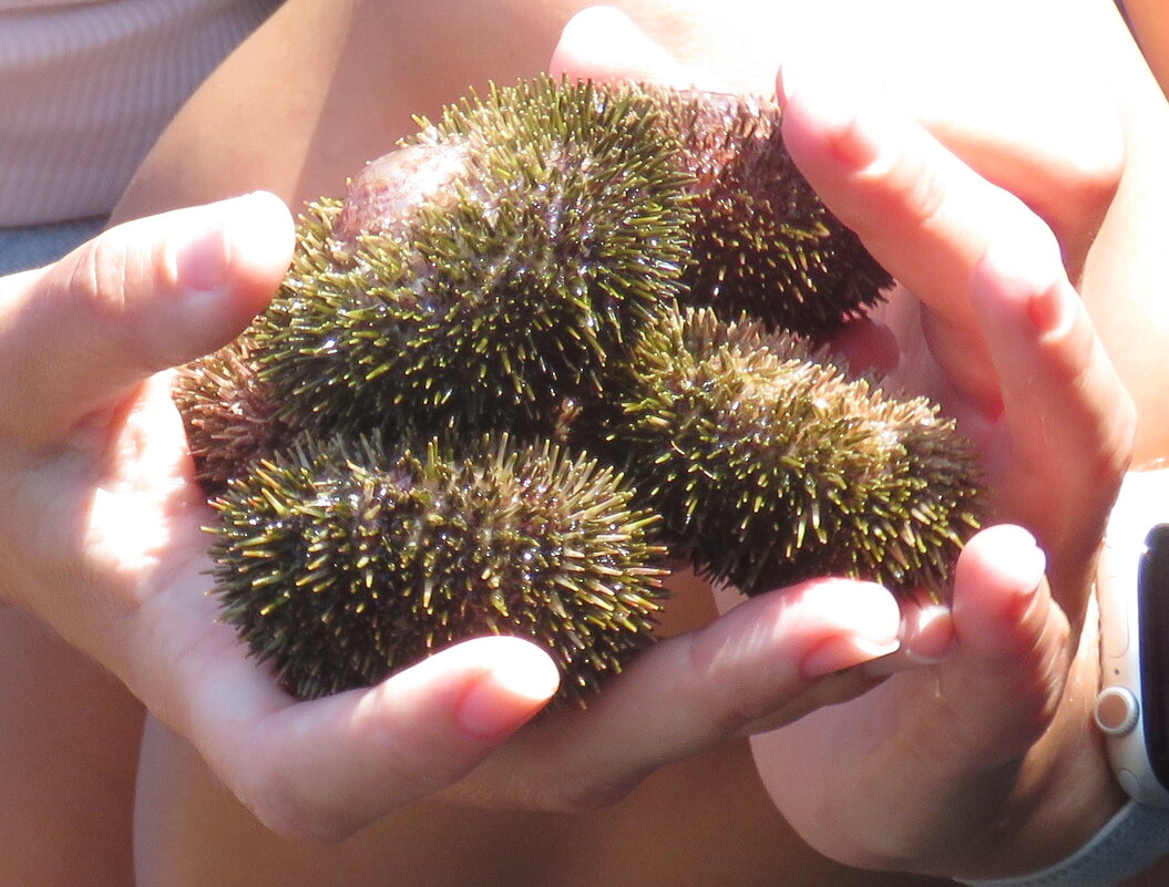 Морские ёжики - ИРЭН@ .