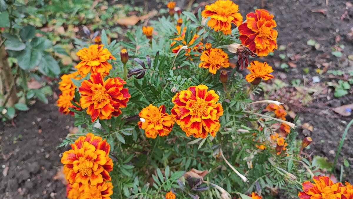 ,,, - Сергей Тимоновский