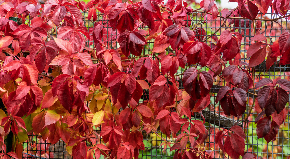 Девичий виноград - Игорь Сикорский
